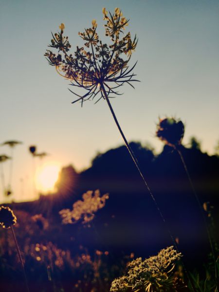 Nahaufnahme von Sommerwiese bei Sonnenuntergang - Gegenlicht