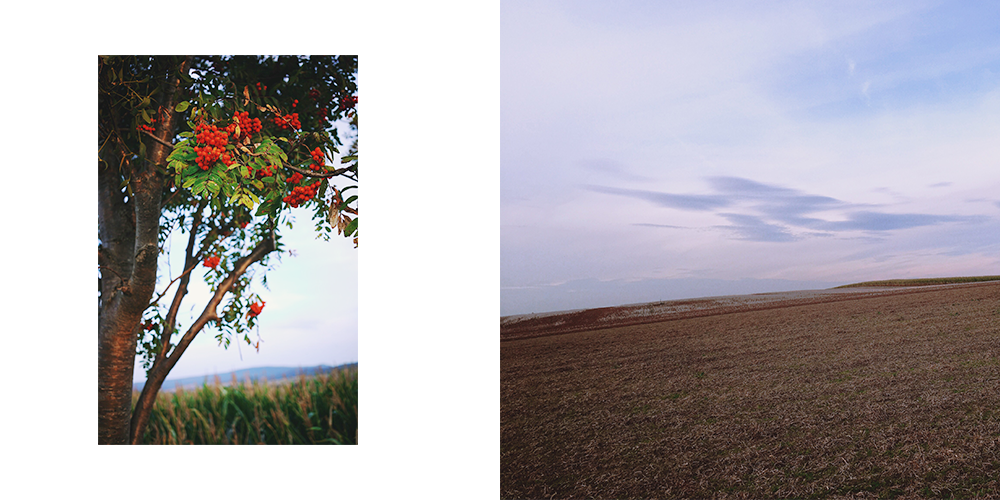 Collage of two images - tree with orange berries and empty field at dawn