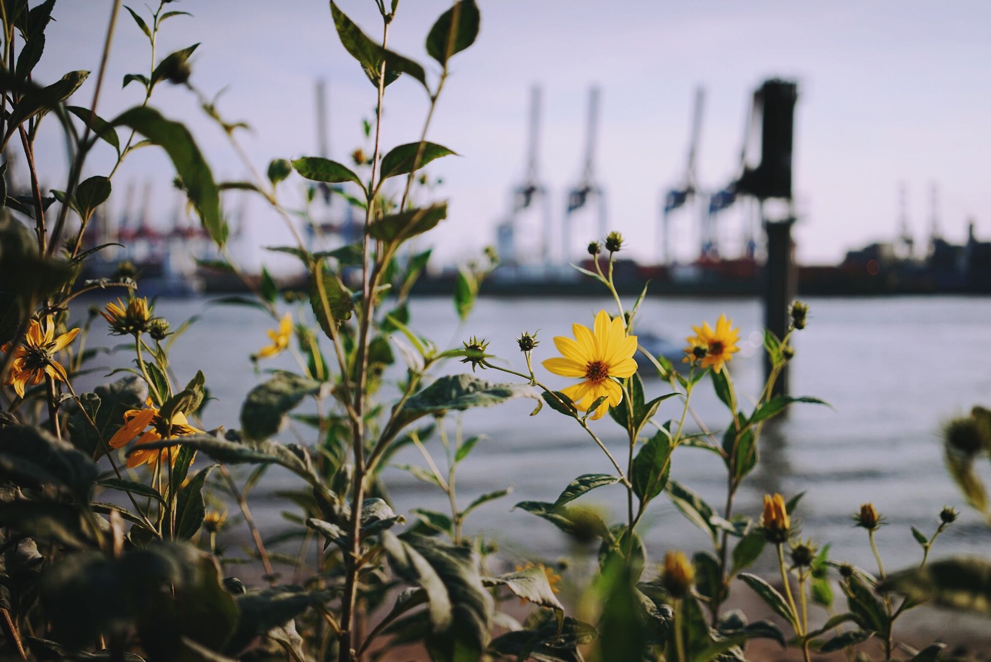 Hamburg port with flowers