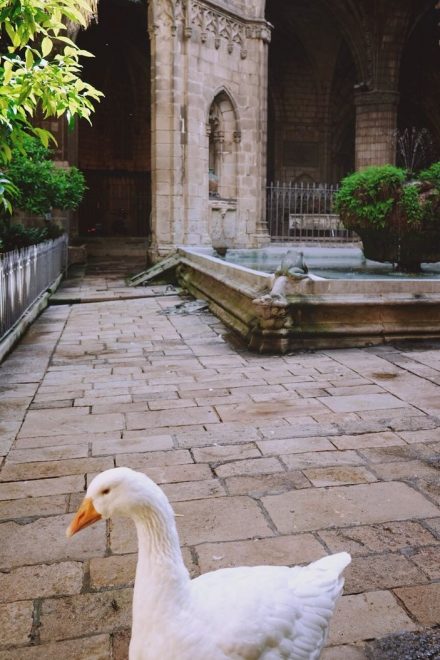 Barcelona - Catedral de Barcelona with geese