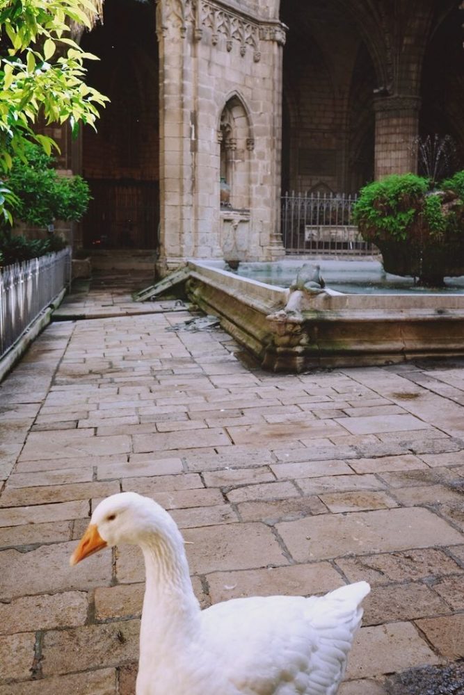 Barcelona - Catedral de Barcelona with geese